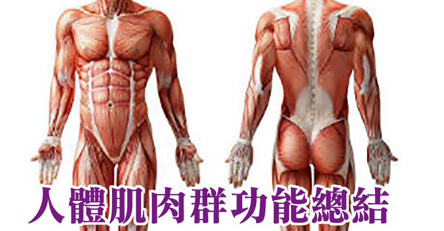 人體肌肉群功能總結