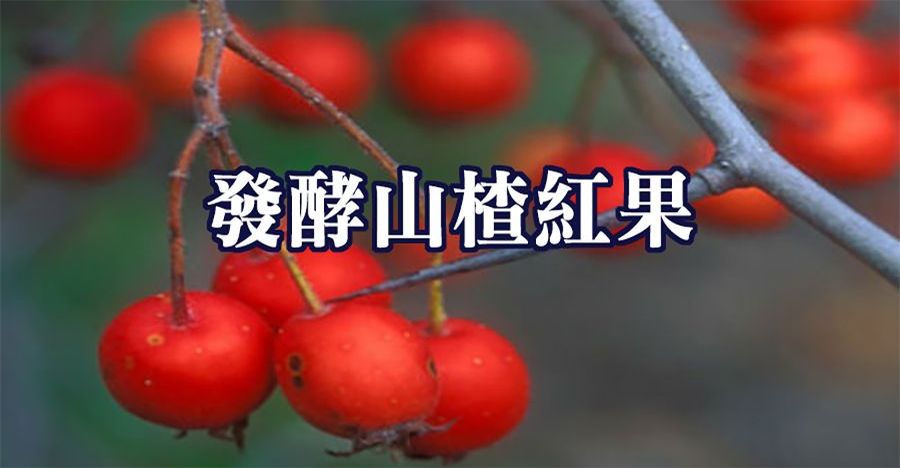 發酵山楂紅果