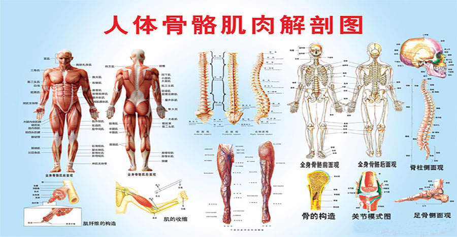 骨骼肌解剖圖文詳解(上)