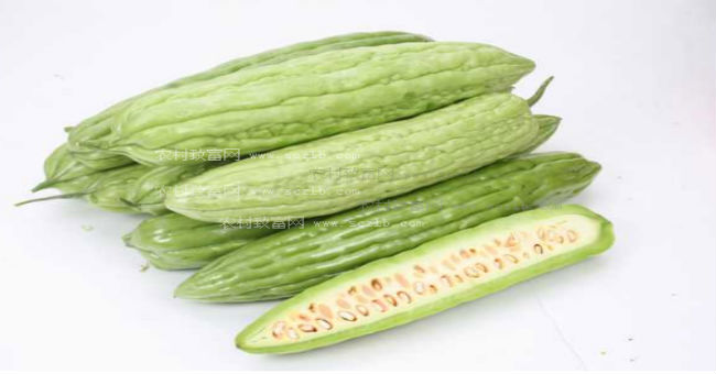 苦瓜
